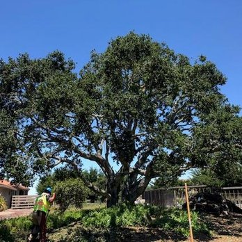 Coyote Tree Service - untitled - Tree Services Near Me - Carmel, California Coyote Tree Service - untitled - Tree Services Near Me - Carmel, California