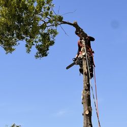 Benjamin Tree Services