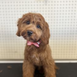 Oasis Paw Spa - Fritze got the puppy package!