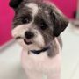 Photo of A Doggie Spa