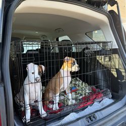 Almost There A Mom + Pups Rescue - Adoption day