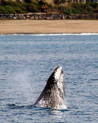 Dana Wharf Sportfishing & Whale Watching Dana Point by null
