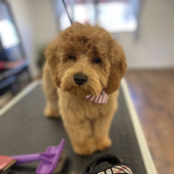 My Loyal Pups Grooming Studio - Puppy love - Pet Groomers Near Me - Wayne, New Jersey My Loyal Pups Grooming Studio - Puppy love - Pet Groomers Near Me - Wayne, New Jersey