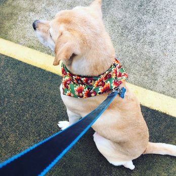Suds Em Yourself - Mavy after his visit! - Pet Groomers Near Me - Eugene, Oregon Suds Em Yourself - Mavy after his visit! - Pet Groomers Near Me - Eugene, Oregon