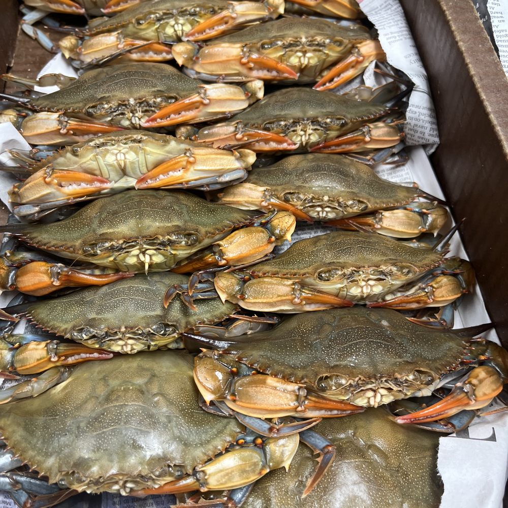 TOP 10 BEST Seafood Markets near Port Deposit, MD - Updated 2026 - Yelp