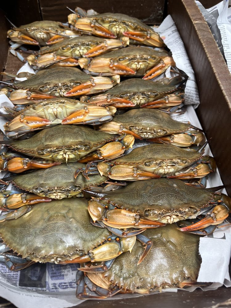 Crabs Out  Back Logo