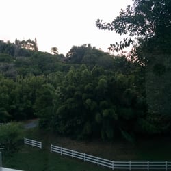 Bamboo Valley Inn - The bamboo copse!