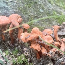 Trustom Pond Wildlife Refuge - Mushrooms