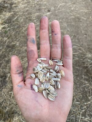 Lee Family Farms by null