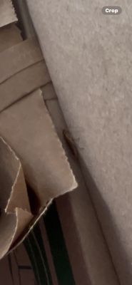 The Statler Residences by null