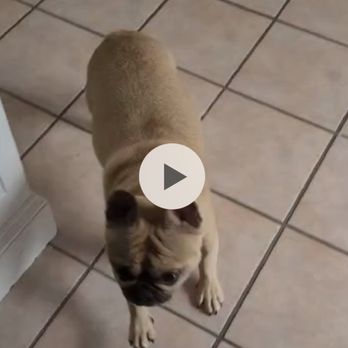 Dog Resort & Daycare - Sent us videos through whastapp. - Pet Boarding Near Me Dog Resort & Daycare - Sent us videos through whastapp. - Pet Boarding Near Me