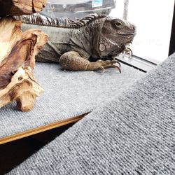 This little dude is the store mascot, so cute!!