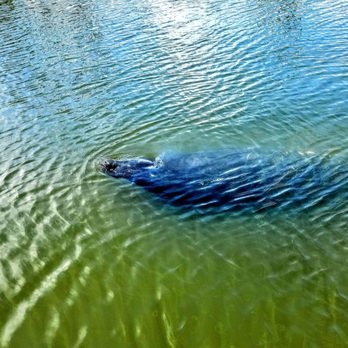 Flahamas Adventures - Manatees visit us regularly! - Rafting/Kayaking Near Me - Hudson, Florida Flahamas Adventures - Manatees visit us regularly! - Rafting/Kayaking Near Me - Hudson, Florida