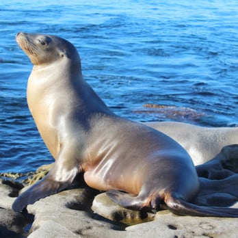 La Jolla Cove - Majestic - Parks Near Me - La Jolla, California La Jolla Cove - Majestic - Parks Near Me - La Jolla, California