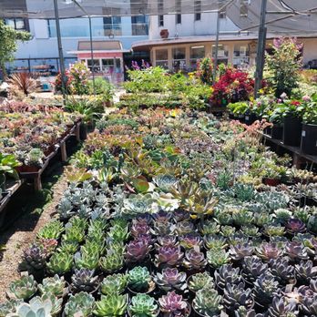 Hashimoto Nursery - Home & Garden Near Me - Los Angeles, California Hashimoto Nursery - Home & Garden Near Me - Los Angeles, California