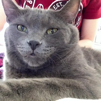 Animal Doctors - Grayson Lee, one happy kiitty thanks to Animal Doctors and Dr Gayeheart - Veterinarians Near Me - Louisville, Kentucky