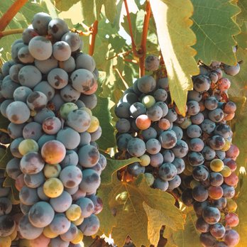 Encuentro Guadalupe - Vacation Rentals Near Me - Ensenada, BCN