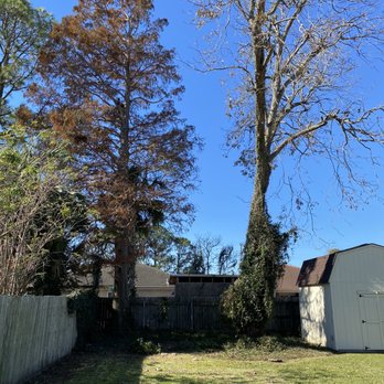 A+ Reliable Tree Service - After - Tree Services Near Me - Destrehan, Louisiana A+ Reliable Tree Service - After - Tree Services Near Me - Destrehan, Louisiana