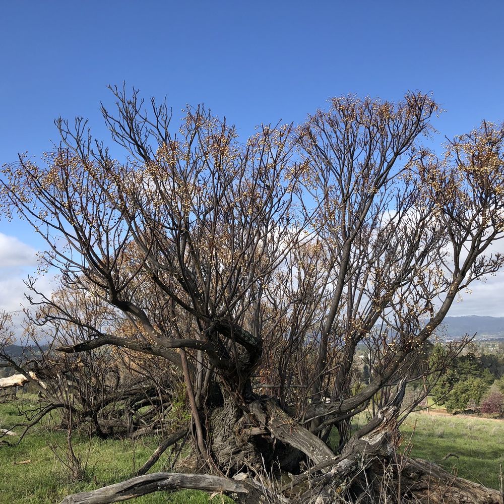 Lime Ridge Open Space - Parks Near Me - Walnut Creek, California