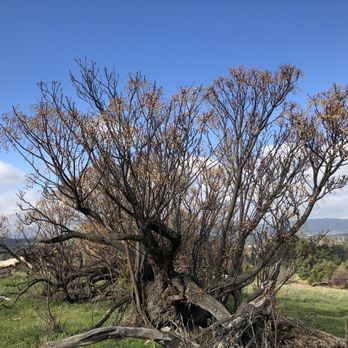 Lime Ridge Open Space - Parks Near Me - Walnut Creek, California