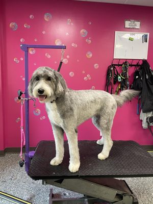 Doggy Style Salon by null