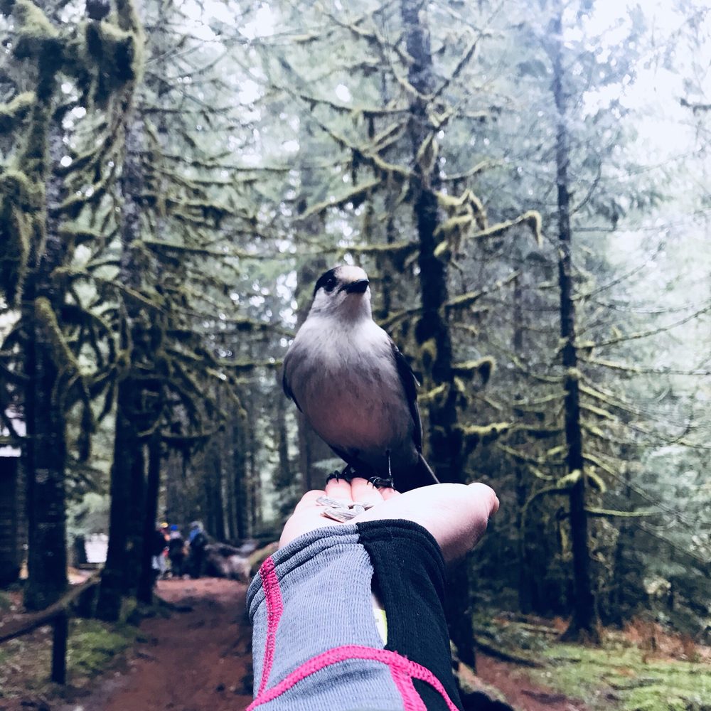 Bagby Hot Springs - Made a friend ;) Bring some seeds and they'll love you! - Parks Near Me - Estacada, Oregon Bagby Hot Springs - Made a friend ;) Bring some seeds and they'll love you! - Parks Near Me - Estacada, Oregon
