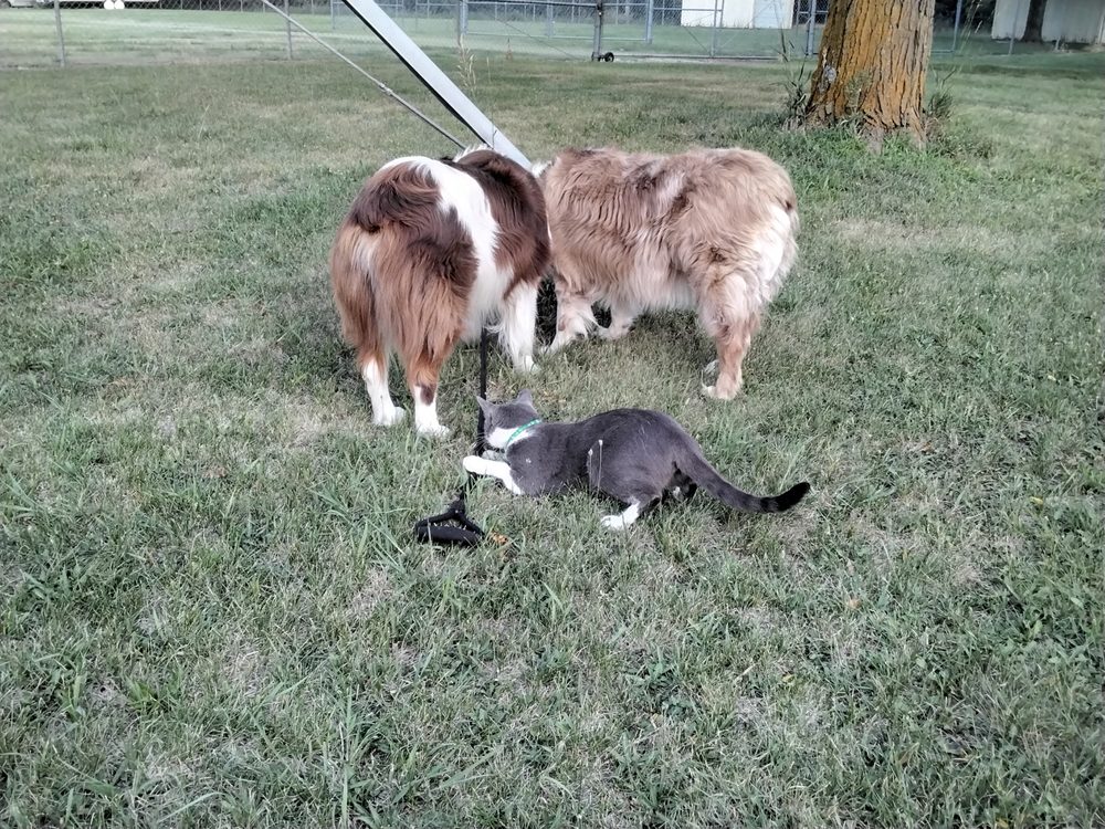 ATHERTON VETERINARY CLINIC Updated August 2024 920 Buckeye Ave