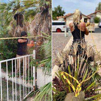 Eco-Pro Tree and Hauling - a woman cutting a palm tree - Tree Services Near Me - Longview, Texas Eco-Pro Tree and Hauling - a woman cutting a palm tree - Tree Services Near Me - Longview, Texas