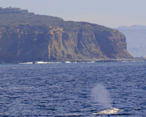 Dana Wharf Sportfishing & Whale Watching Dana Point by null