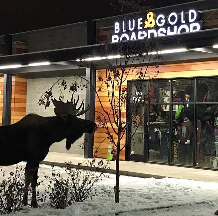 Blue & Gold Board Shop Logo