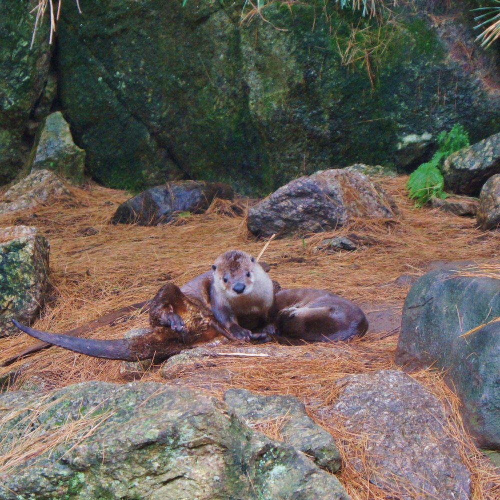 Squam Lakes Natural Science Center - Otters - who doesn't love otters - Zoos Near Me - Holderness, New Hampshire