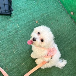 Dog Academy - Getting ready for a walk.