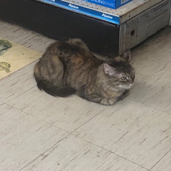 Pet Town - Hello Cat, good to see you. - Pet Stores Near Me - Downey, California Pet Town - Hello Cat, good to see you. - Pet Stores Near Me - Downey, California