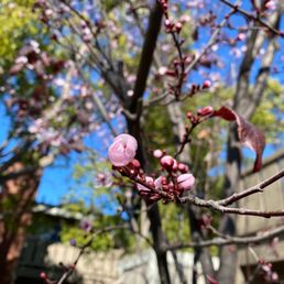 Spring in Glenbrook