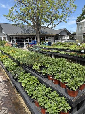 Buchanan's Native Plants by null