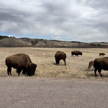 Custer State Park - Bison along wildlife Road - Parks Near Me - Custer, South Dakota Custer State Park - Bison along wildlife Road - Parks Near Me - Custer, South Dakota
