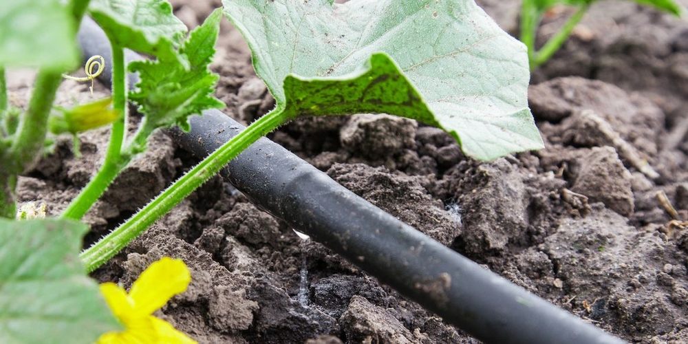 YM Landscape - tree service in Winston-Salem, NC