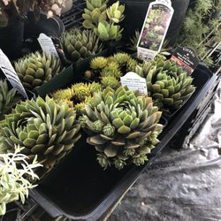 Betel Gardening Center - Succulents!!!