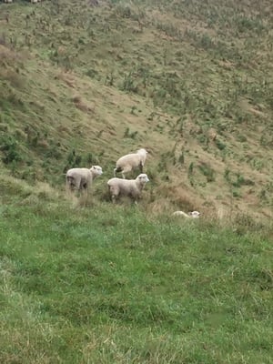 Blue Lake TOP 10 Holiday Park by null