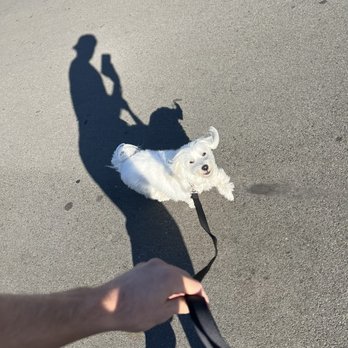 Happy Pups Dog Walking - Dog Walkers Near Me Happy Pups Dog Walking - Dog Walkers Near Me