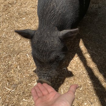 SoCalMiniPigs - Piggy nose - Pet Breeders Near Me - Valley Center, California