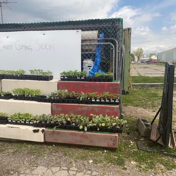 Mae's Market - a display of plants in containers - Farmers Market Near Me - Columbus, Ohio