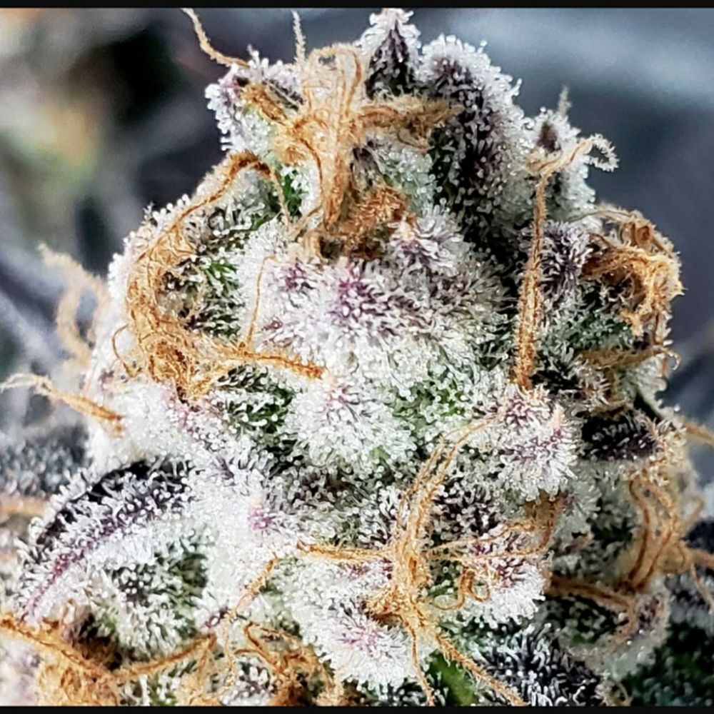 THE GRASS STATION Updated September 2024 12 Photos 928 E Main St