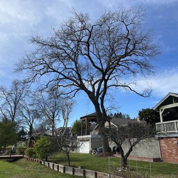 Golden Roots Tree Care - Final: see whole tree looking towards the back of the house - Tree Services Near Me - Sacramento, California Golden Roots Tree Care - Final: see whole tree looking towards the back of the house - Tree Services Near Me - Sacramento, California