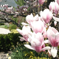 Pick-Staiger Concert Hall - Spring at Pick-Staiger Concert Hall