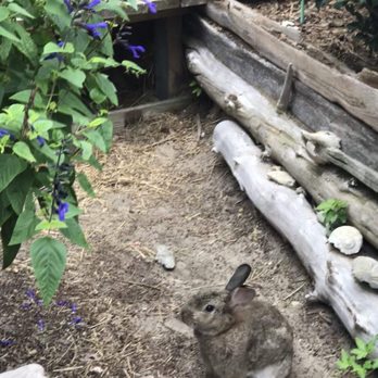 Seagreen Gallery - Bunny - Art Galleries Near Me - Nags Head, North Carolina