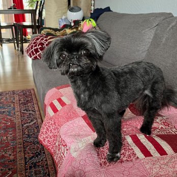 Jordan's Pet Grooming - Perfect mylie. - Pet Groomers Near Me - Anchorage, Alaska Jordan's Pet Grooming - Perfect mylie. - Pet Groomers Near Me - Anchorage, Alaska