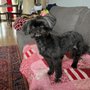 Photo of Jordan's Pet Grooming
