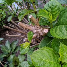 Pruned so the buds which came out last fall were removed. Pruned so the buds which came out last fall were removed.