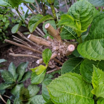 Seattle Sustainable Landscapes - Pruned so the buds which came out last fall were removed. - Landscaping Near Me Seattle Sustainable Landscapes - Pruned so the buds which came out last fall were removed. - Landscaping Near Me